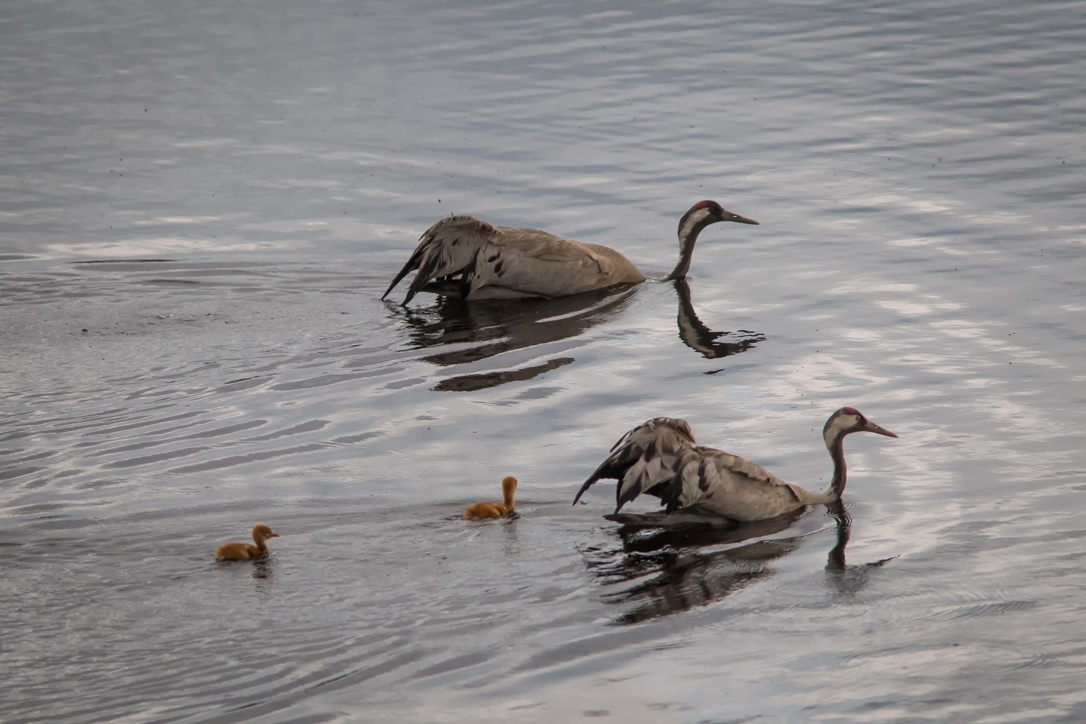 Valokuvaaja: Klaus Olsen