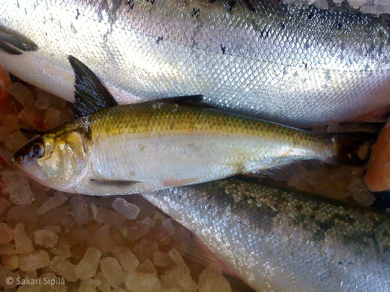 Valokuvaaja: Sakari Sipilä