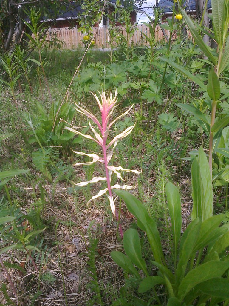 Valokuvaaja: taina rauhala
