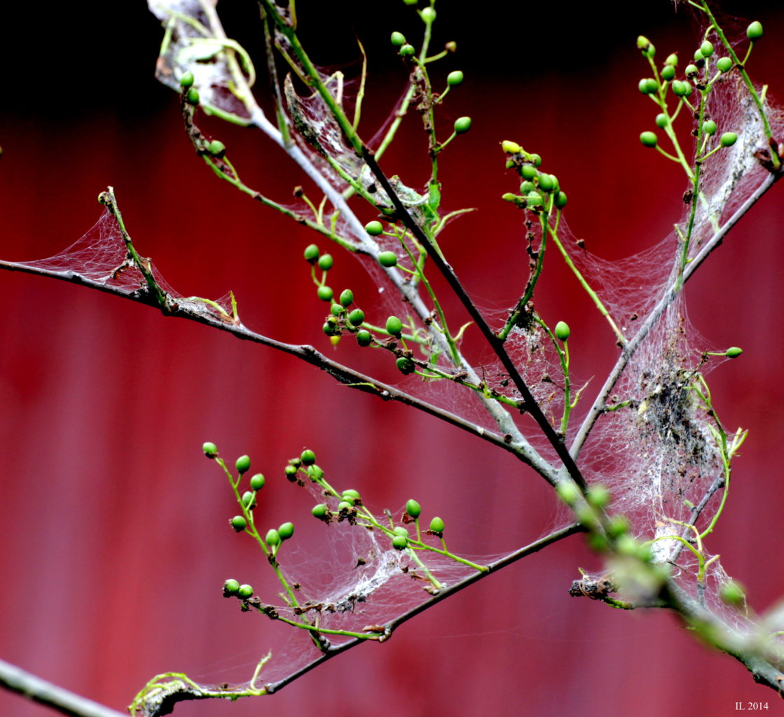 Valokuvaaja: Irja Lehtinen