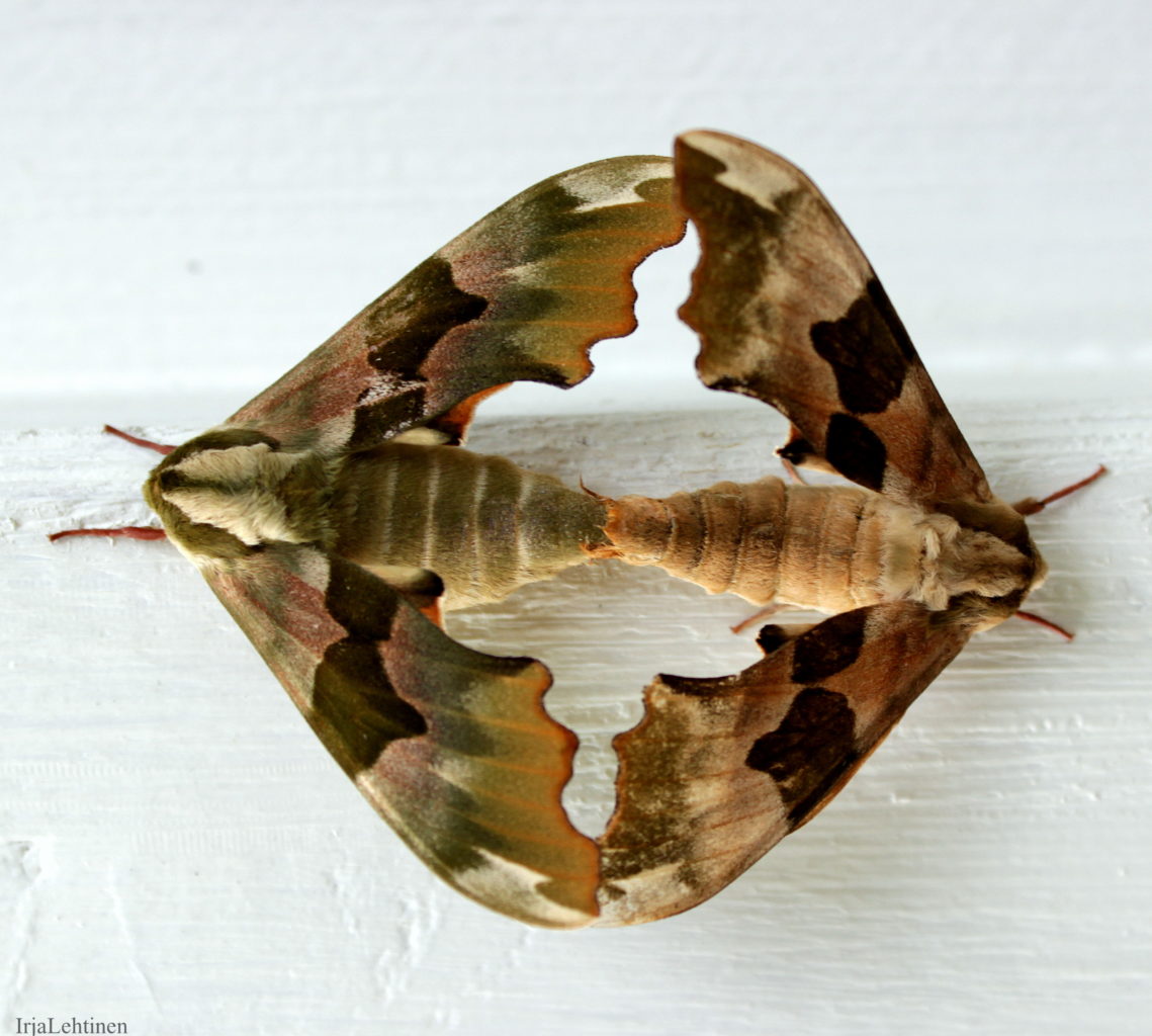 Valokuvaaja: Irja Lehtinen