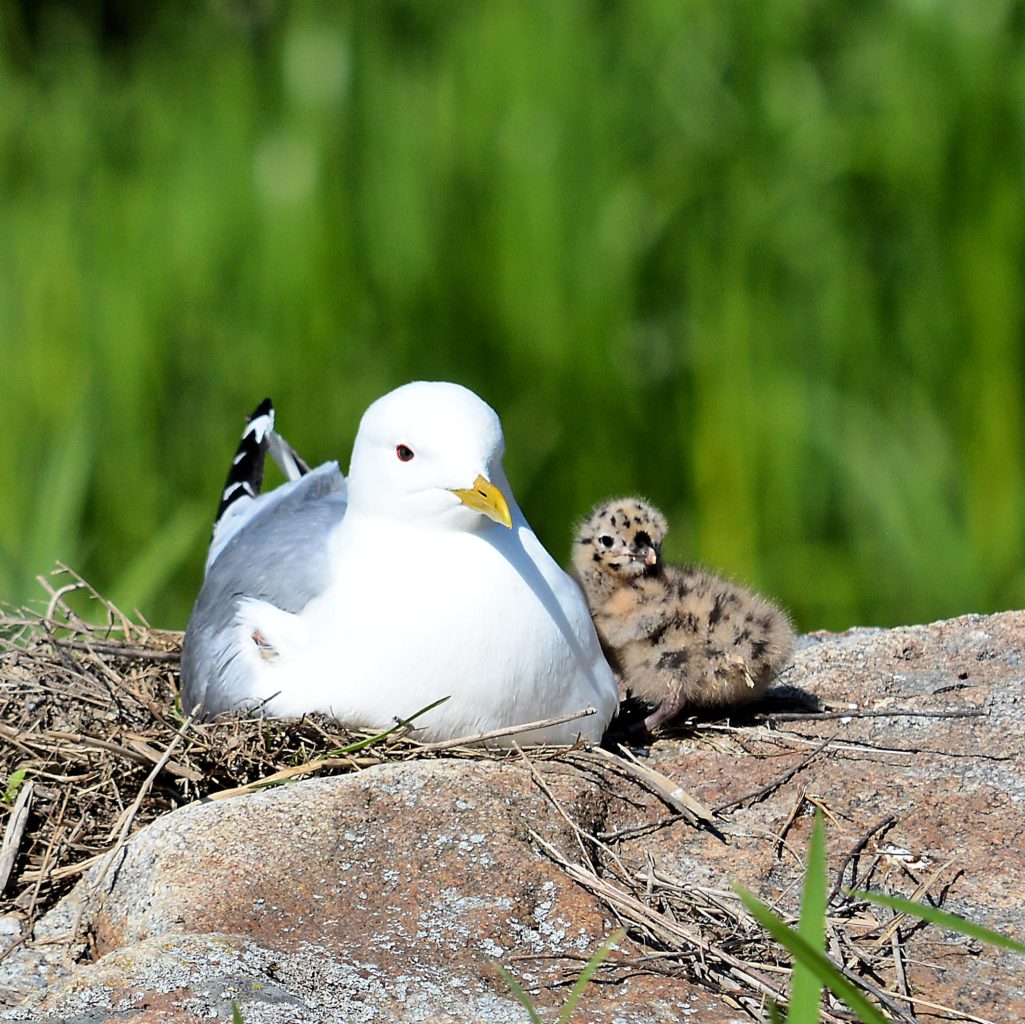 Valokuvaaja: Kari Laakkonen