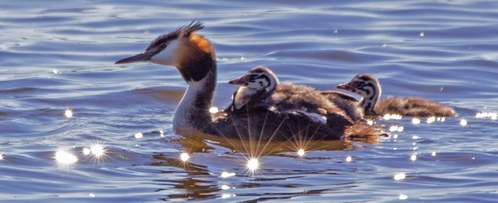 Valokuvaaja: marjatta koiksniemi
