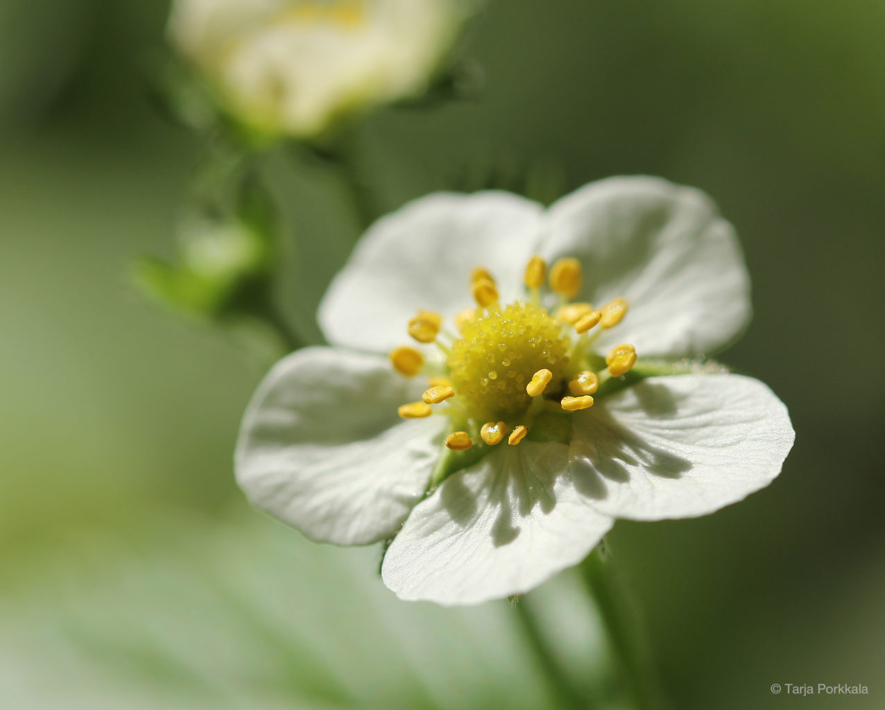 Valokuvaaja: Tarja Porkkala