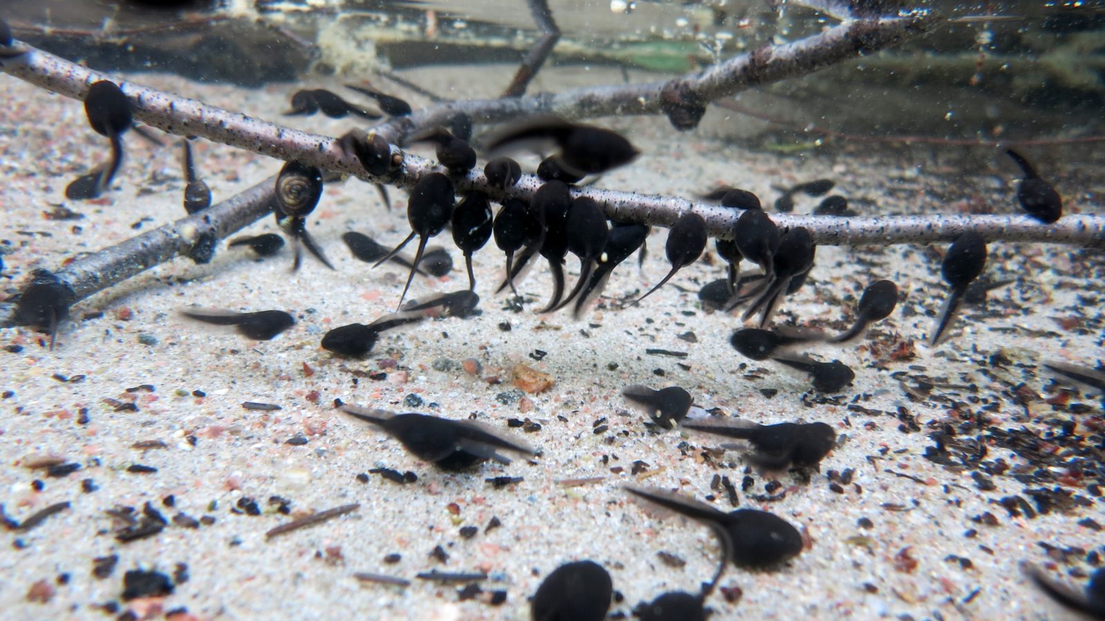 Valokuvaaja: Satu Vaarula