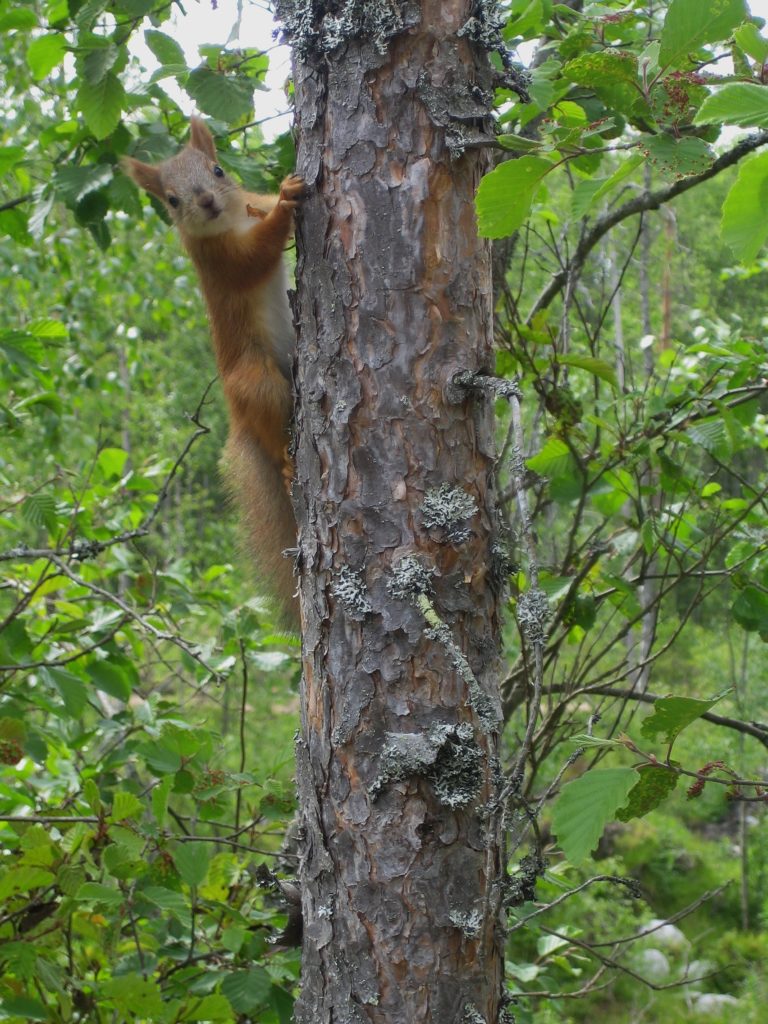Valokuvaaja: Juhani Kolari