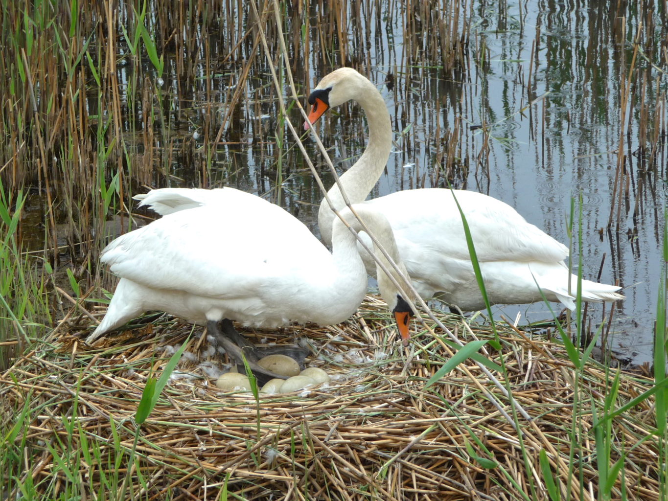 Valokuvaaja: Katri Lehtonen