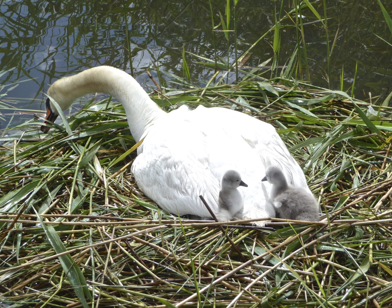 Valokuvaaja: Katri Lehtonen