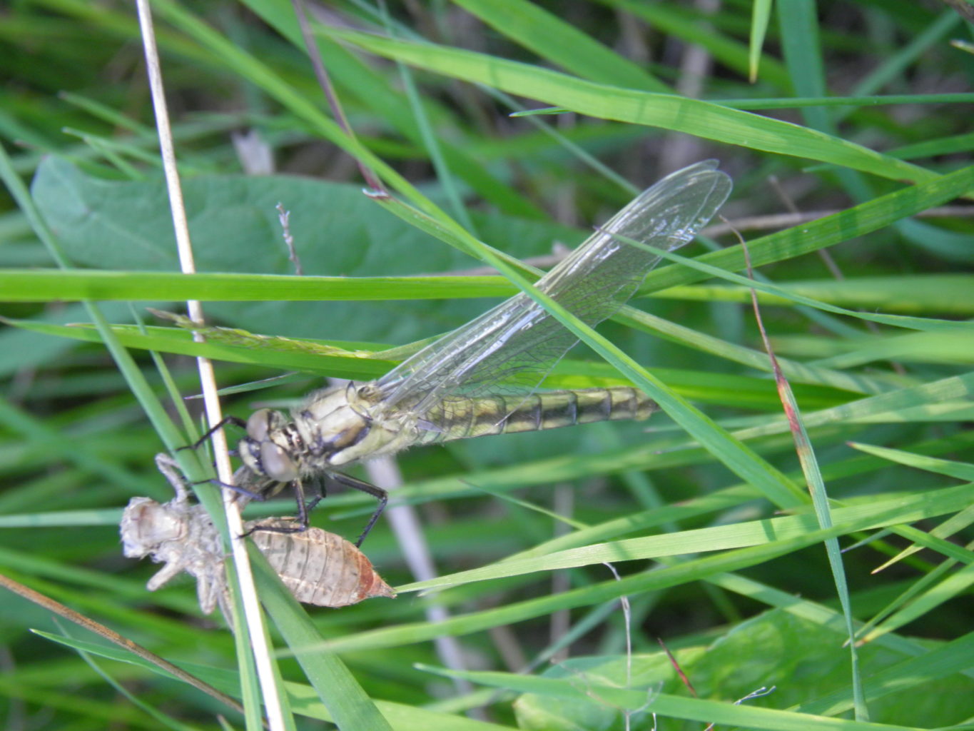 Valokuvaaja: Jenni Turpeinen
