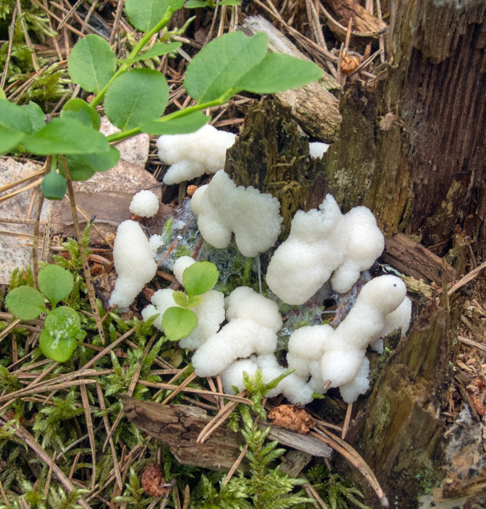 Valokuvaaja: Tapio Tielinen