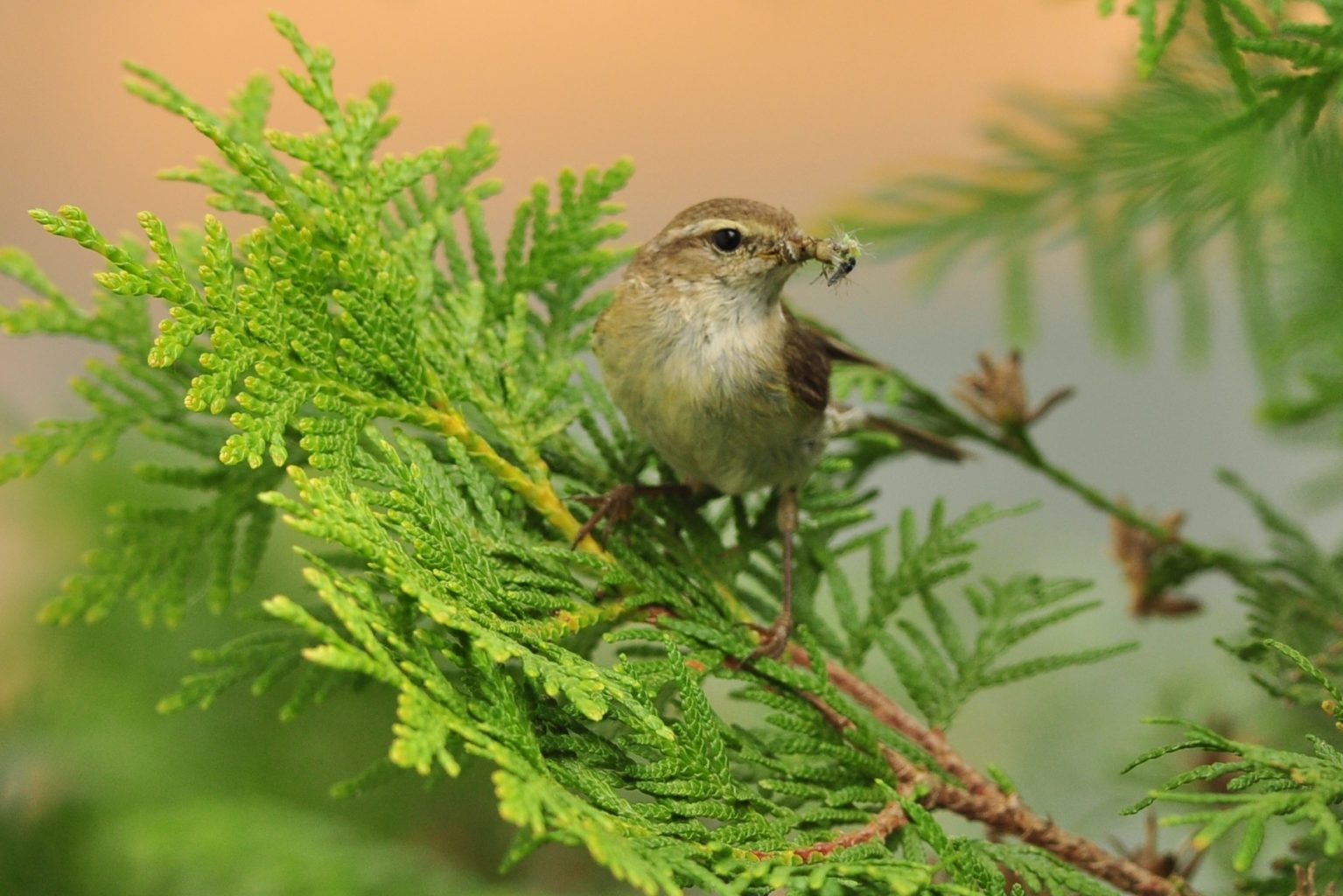 Valokuvaaja: Seppo Kupiainen