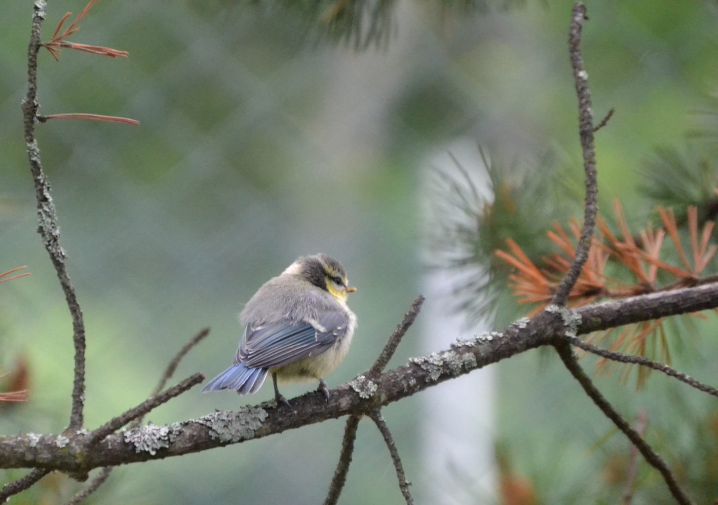 Valokuvaaja: Mervi Kaasalainen
