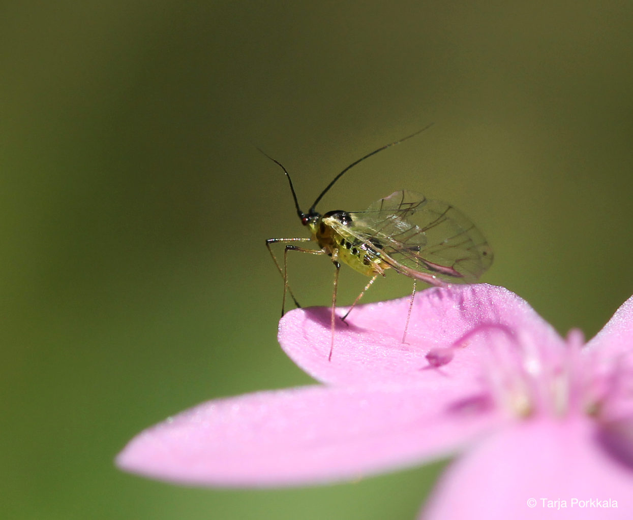 Valokuvaaja: Tarja Porkkala