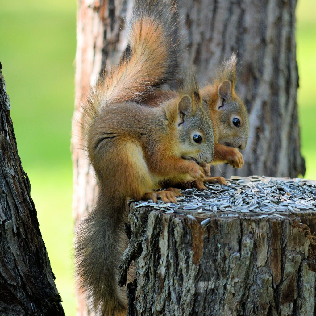 Valokuvaaja: Kari Laakkonen Valokuvaaja: Kari Laakkonen