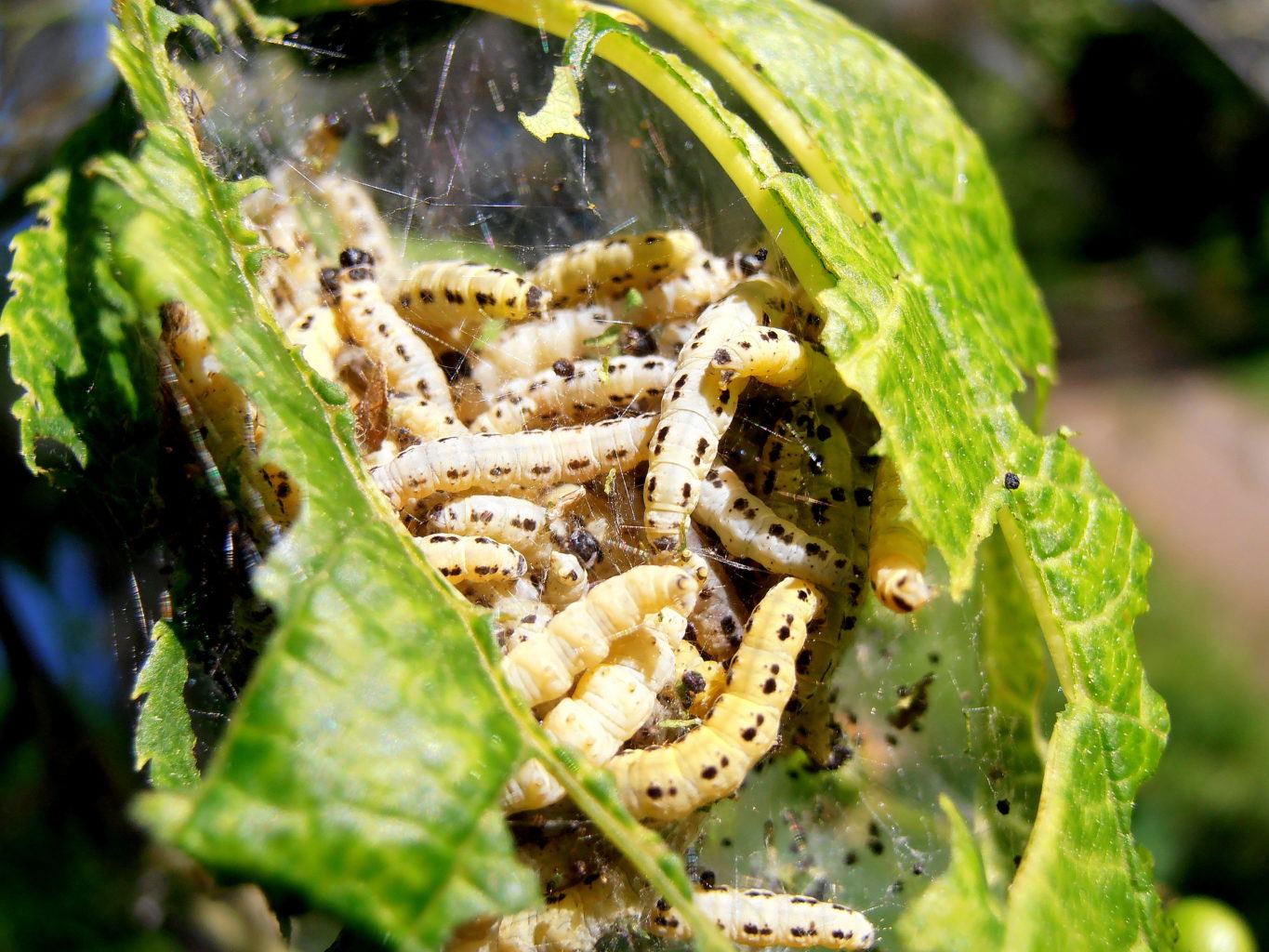 Valokuvaaja: Toni Asikainen