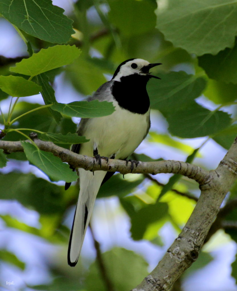 Valokuvaaja: Irja Lehtinen