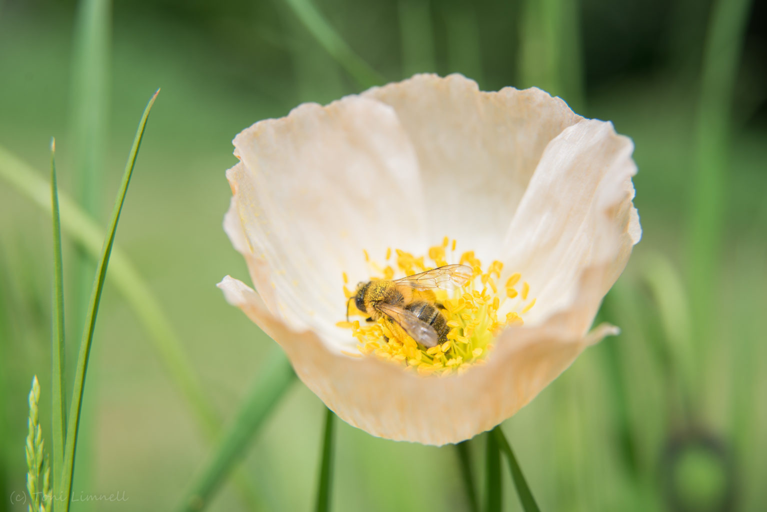 Valokuvaaja: Toni Limnell