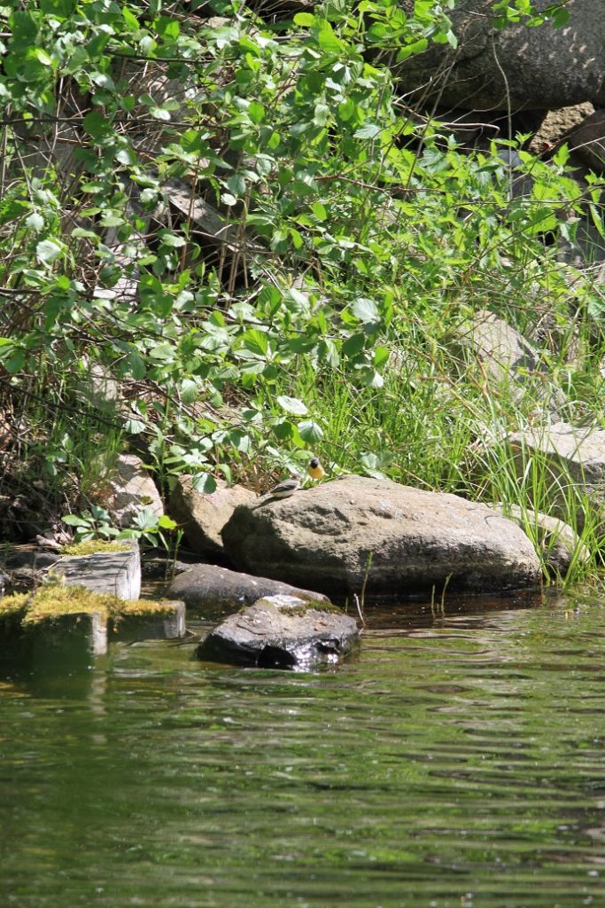 Valokuvaaja: martti kuosmanen