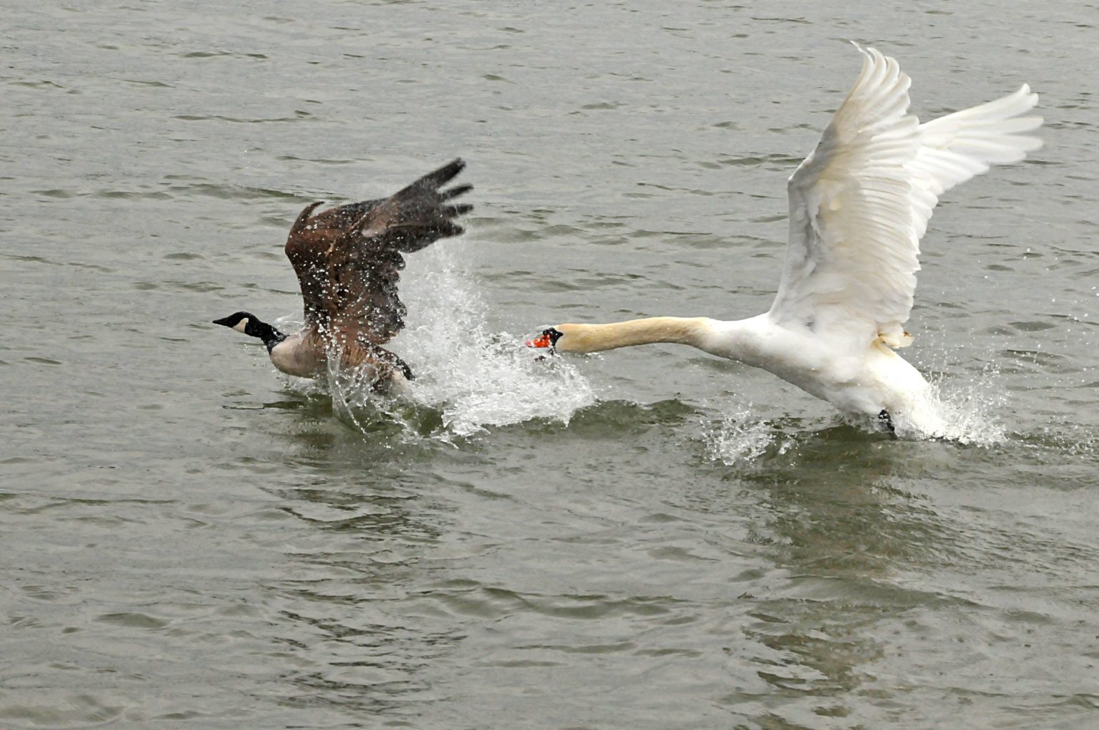 Valokuvaaja: Zdzislaw Huber