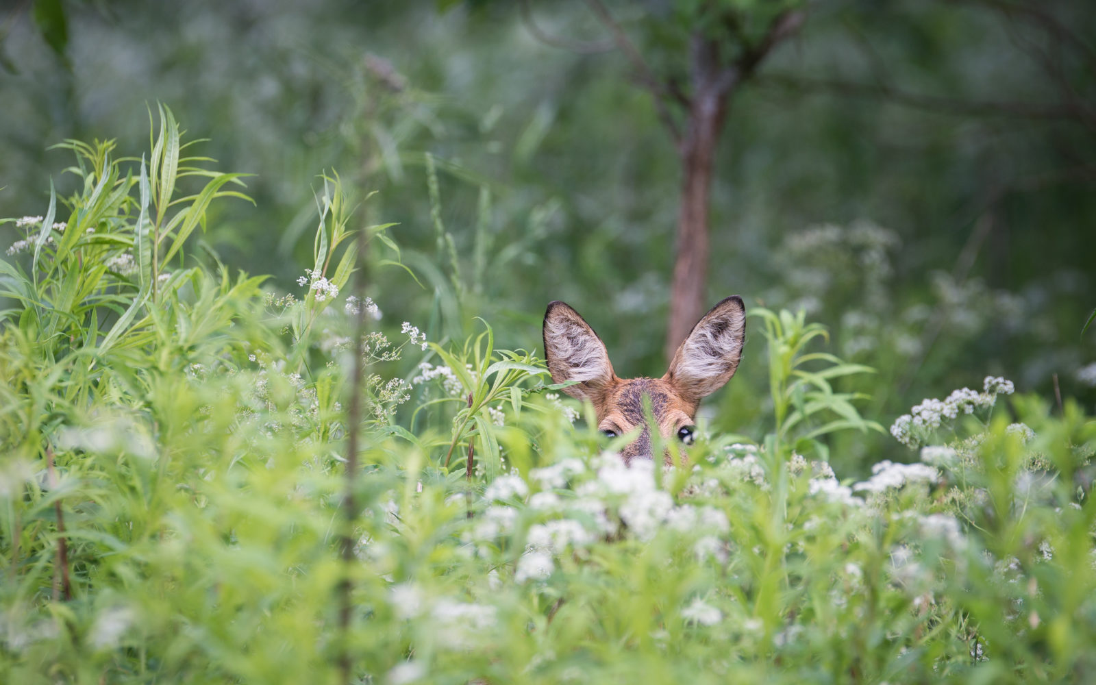 Valokuvaaja: Toni Limnell