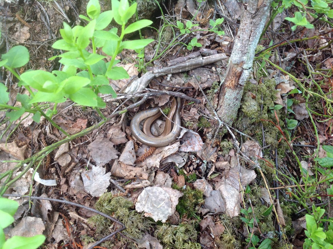 Valokuvaaja: Anita Ritakallio