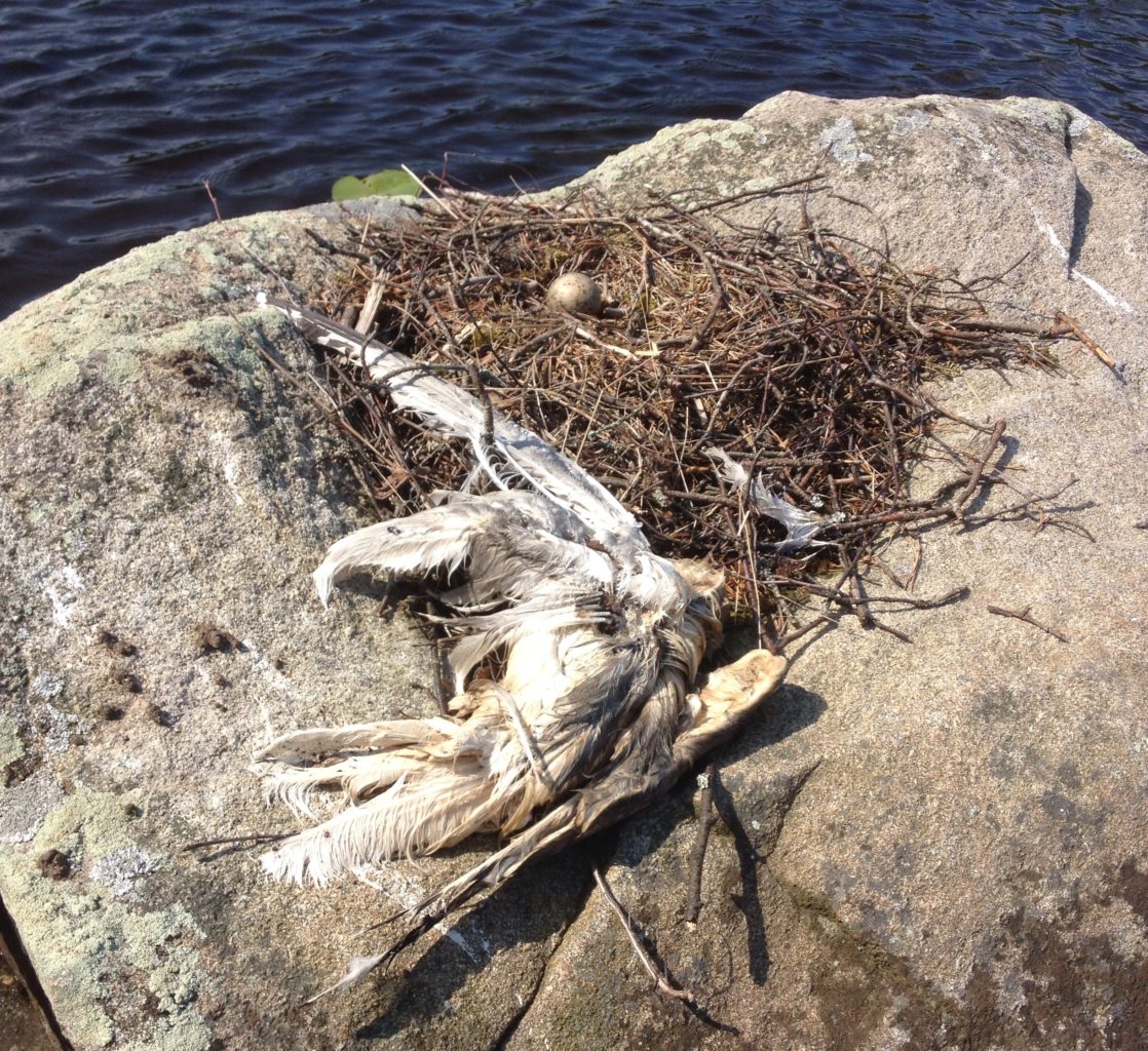 Valokuvaaja: Timo Juurinen