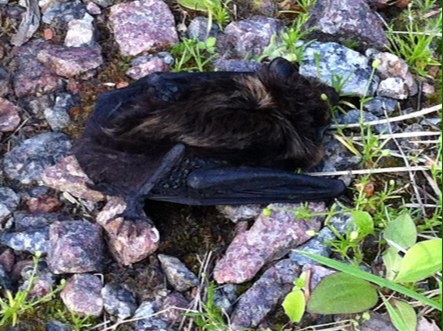 Valokuvaaja: Aila Salminen