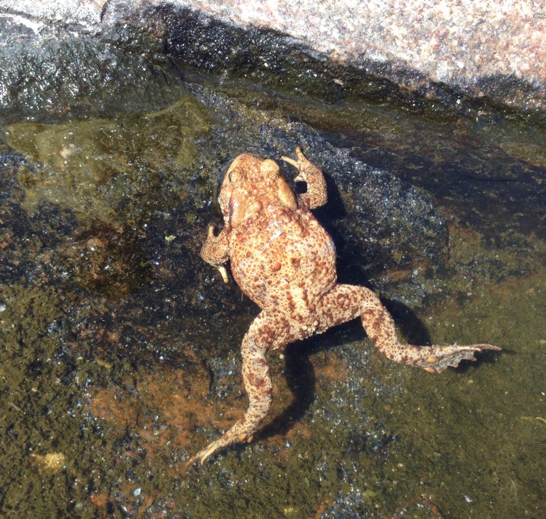 Valokuvaaja: Pekka Saatsi