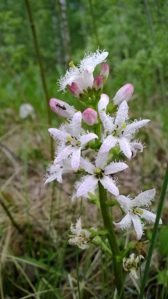 Valokuvaaja: Silja Åkerfelt