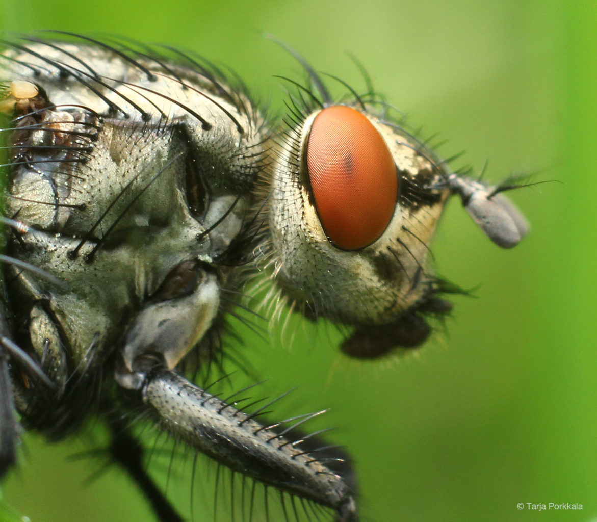 Valokuvaaja: Tarja Porkkala