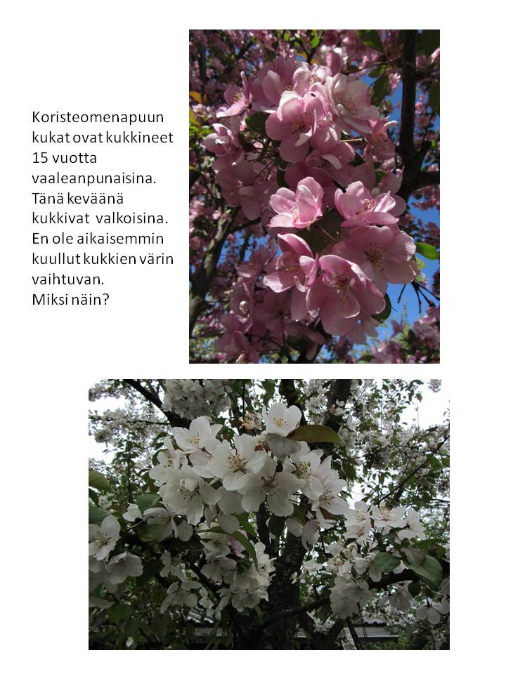 Valokuvaaja: Kirsti Wahlroos