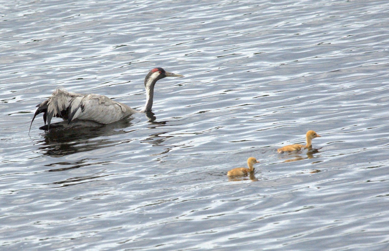Valokuvaaja: Susanna Hietanen