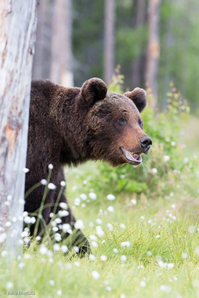 Valokuvaaja: Juha Mettälä