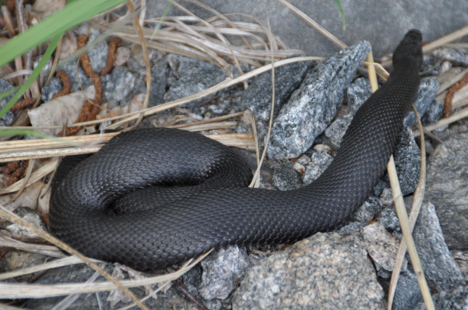 Valokuvaaja: Anne Elf