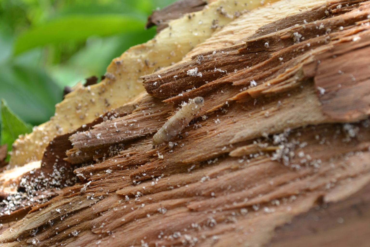 Valokuvaaja: Päivi Aikioniemi