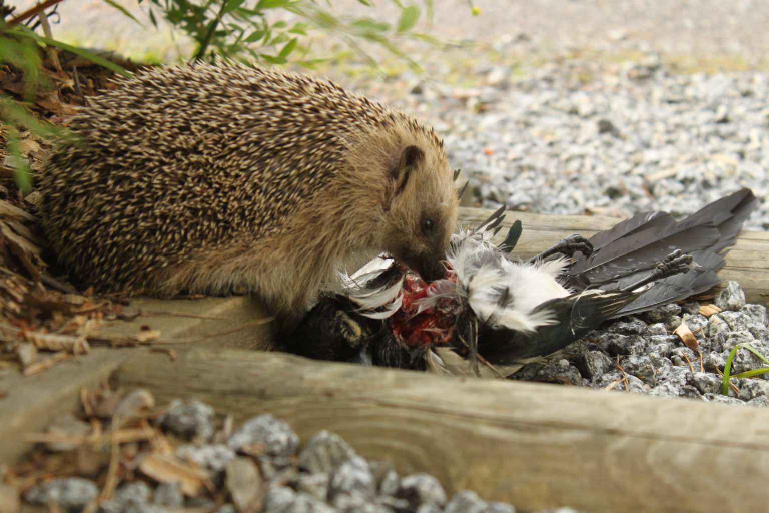 Valokuvaaja: Leena Mattila