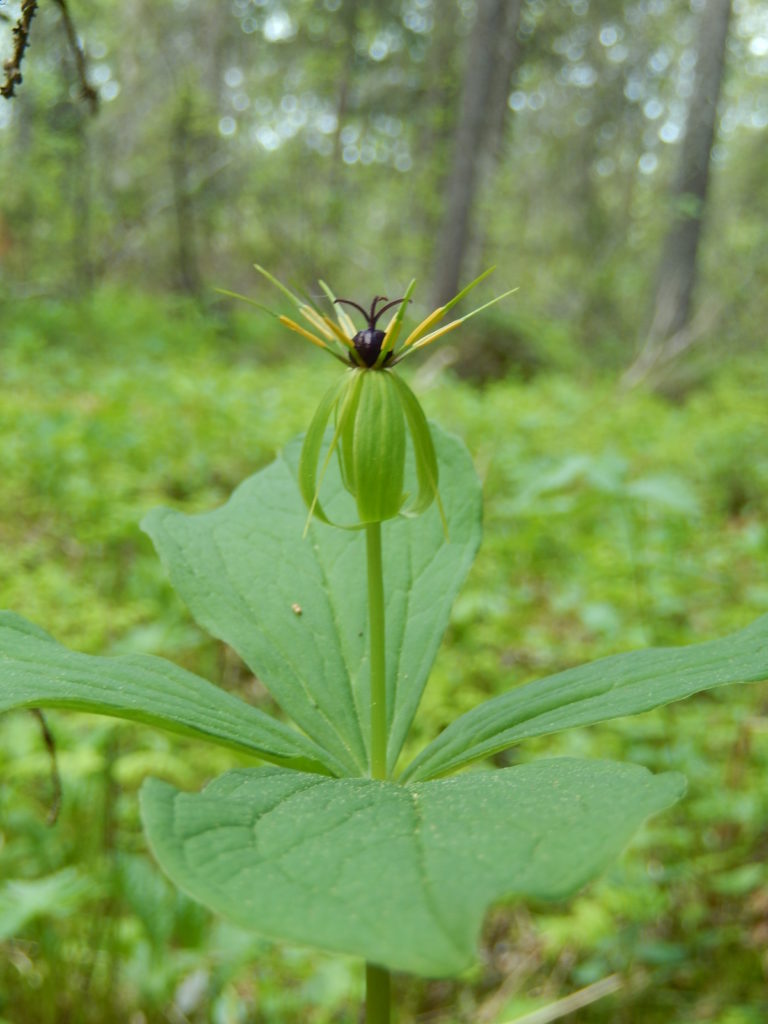 Valokuvaaja: Pirkko Siukonen