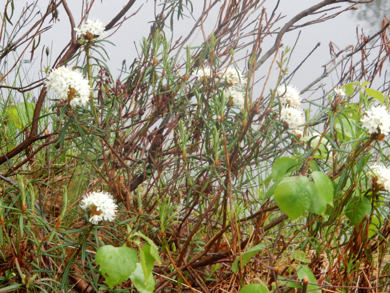 Valokuvaaja: lea mäyrä