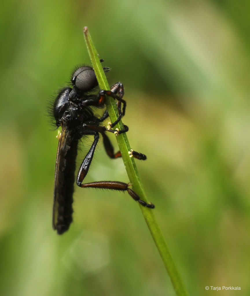 Valokuvaaja: Tarja Porkkala