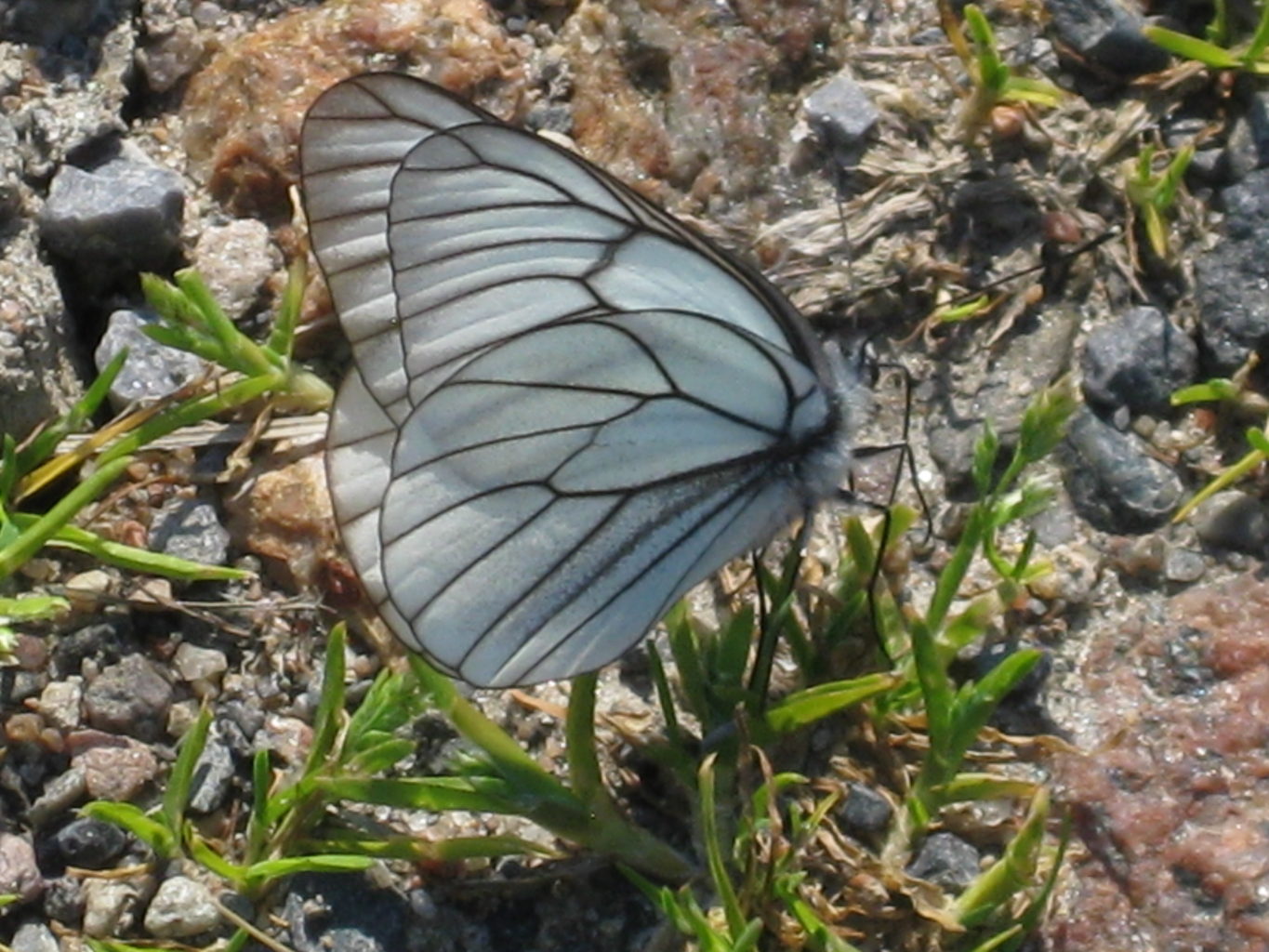 Valokuvaaja: yrjo lukkari