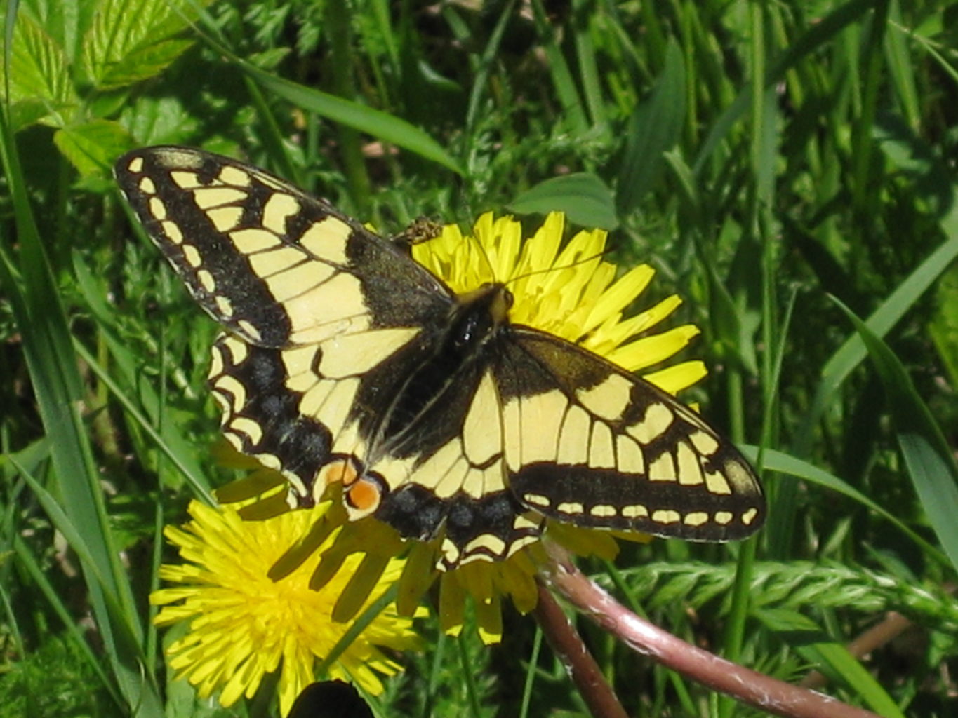 Valokuvaaja: yrjo lukkari