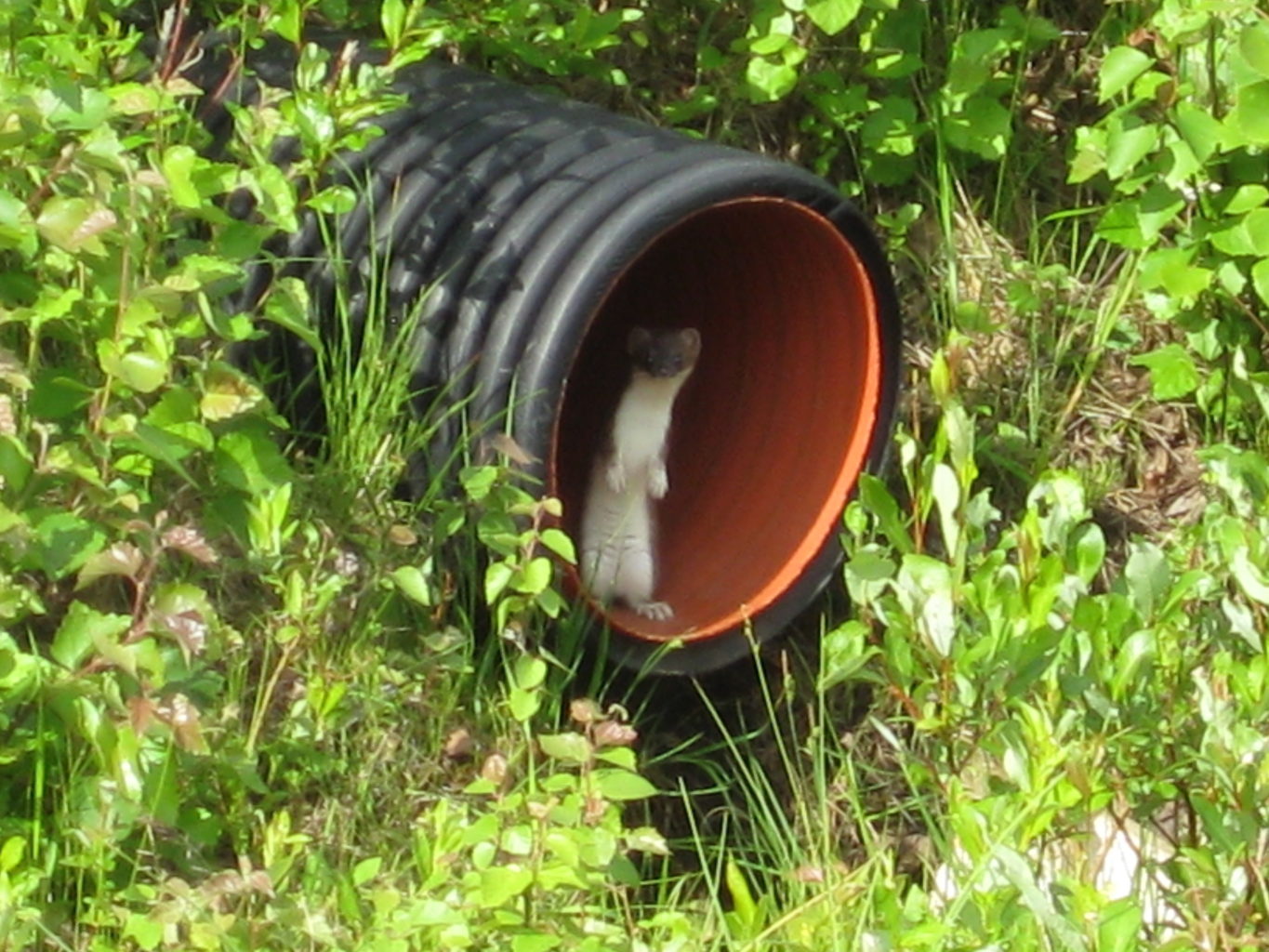 Valokuvaaja: yrjo lukkari