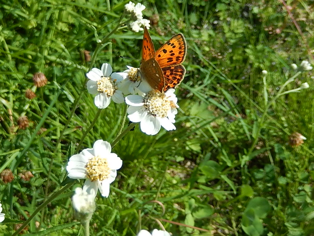 Valokuvaaja: Pirkko Siukonen