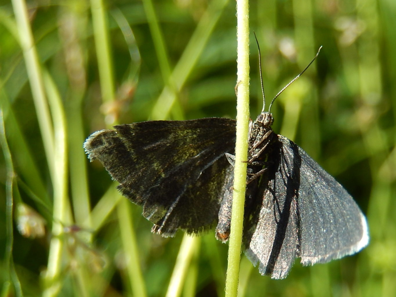 Valokuvaaja: Pirkko Siukonen