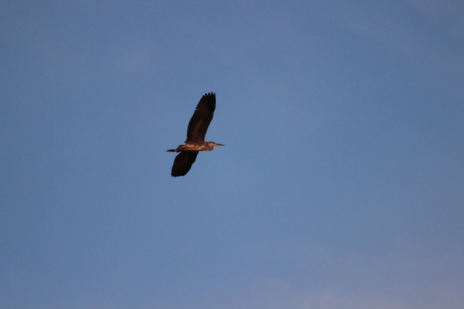 Valokuvaaja: Aila Paija