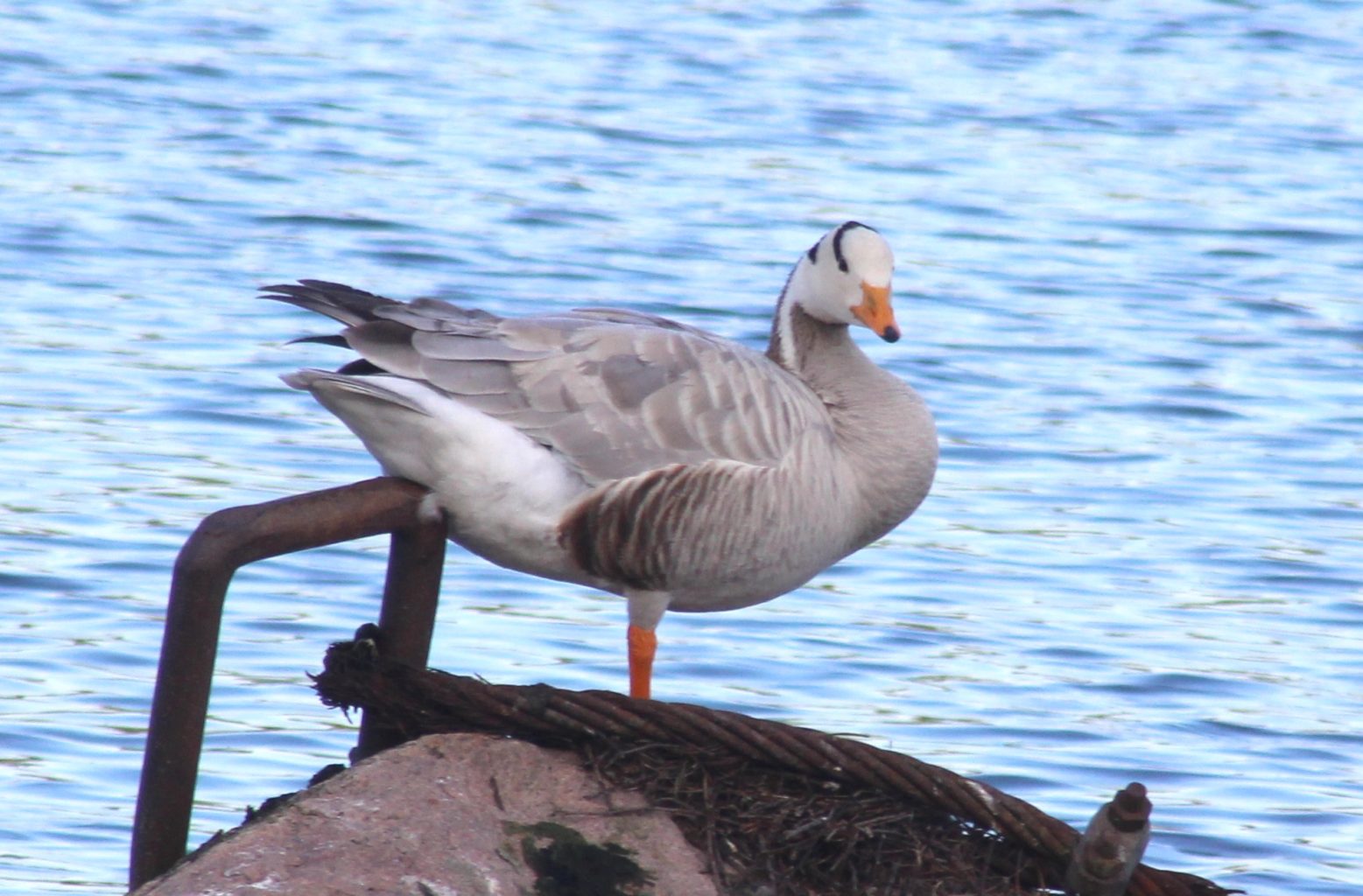 Valokuvaaja: Tarja Kudjoi