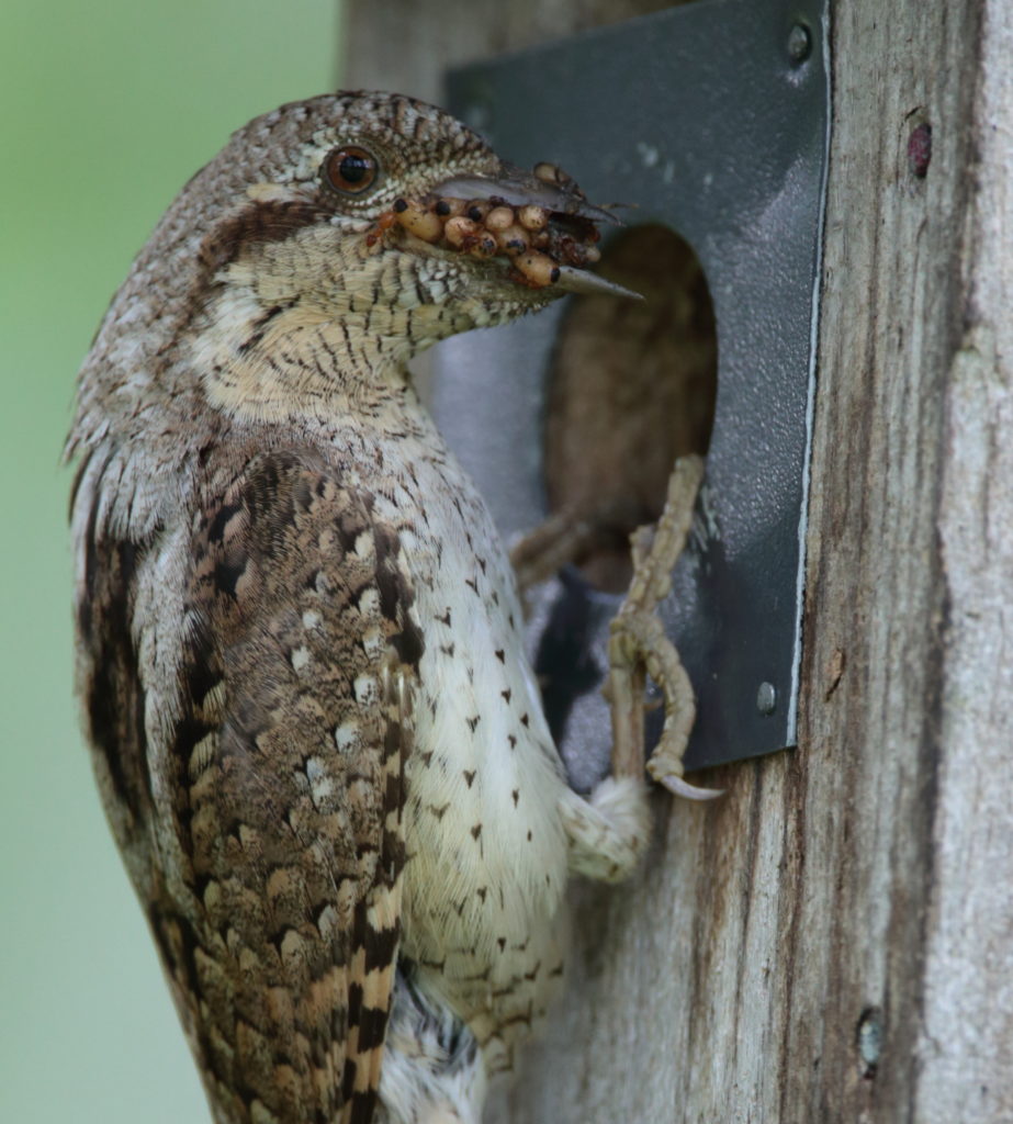 Valokuvaaja: Petri Hirva
