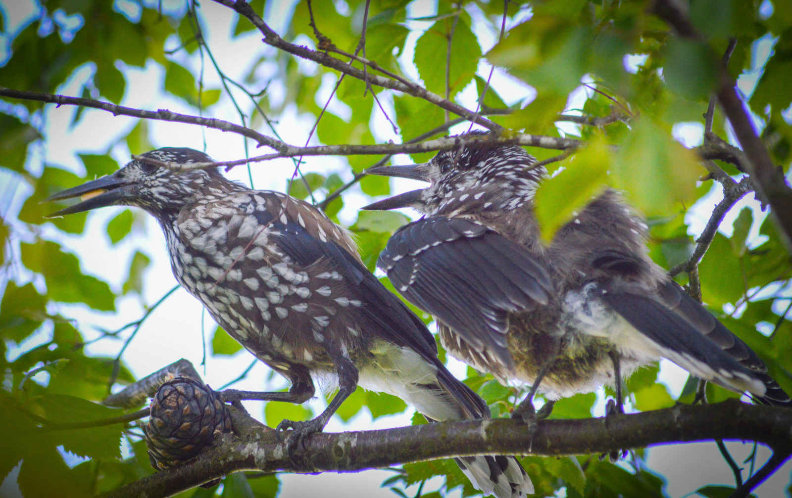 Valokuvaaja: Terho Männistö