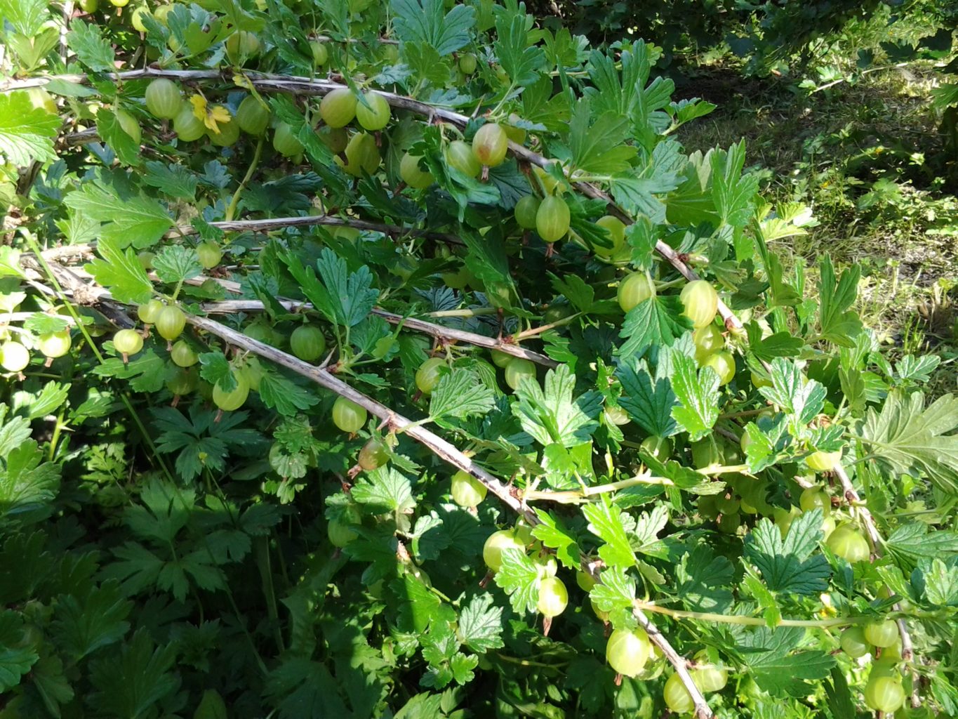 Valokuvaaja: Marja-Leena Rydstedt