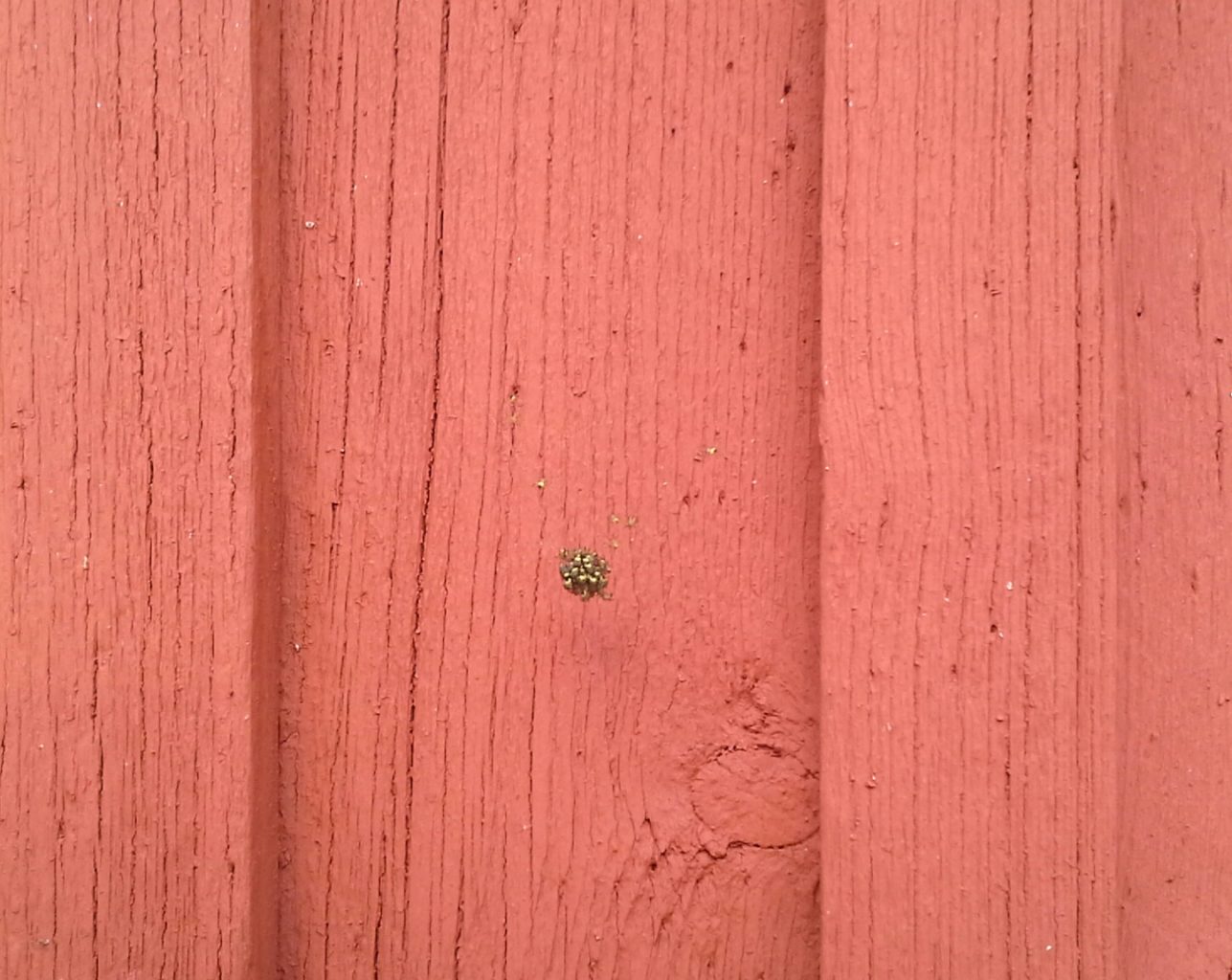 Valokuvaaja: Pirjo Vedenoja